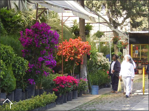 Vivero amplio con hileras de plantas jóvenes bajo una estructura de malla de sombra